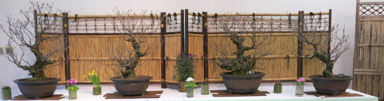 花の文化園イベントホールの梅の展示2012年2月7日